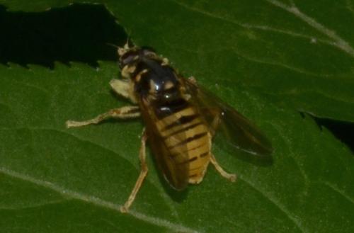Réf. 230 676 : Temnostoma vespiforme